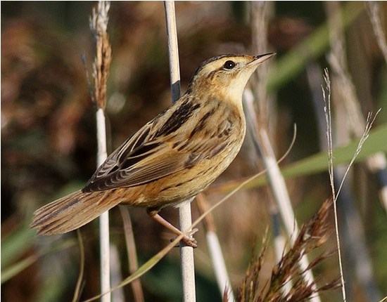 Paglirolo - Acrocephalus paludicula